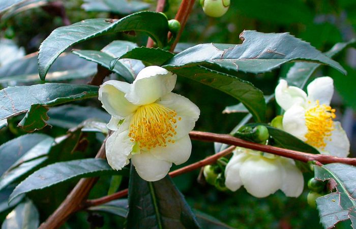 Камелия китайская (Camellia sinensis)