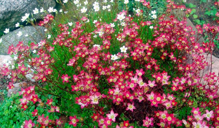 Камнеломка Арендса (Saxifraga arendsii)