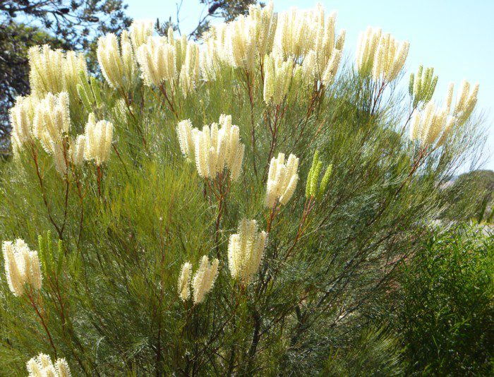 Гревиллея канделябровая (Grevillea candelabroides)