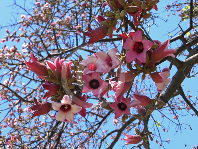 Брахихитон разноцветный (Brachychiton discolor)