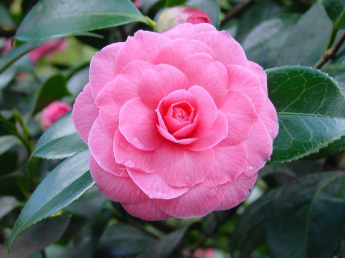 Камелия японская (Camellia japonica)