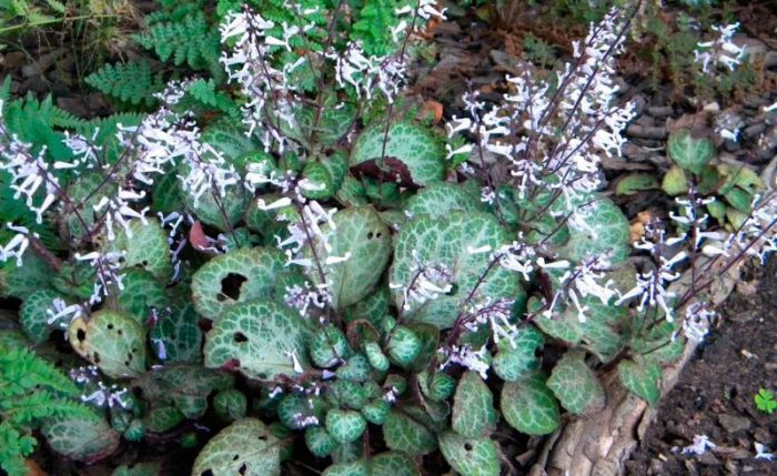 Плектрантус Эртендаля (Plectranthus oertendahlii)