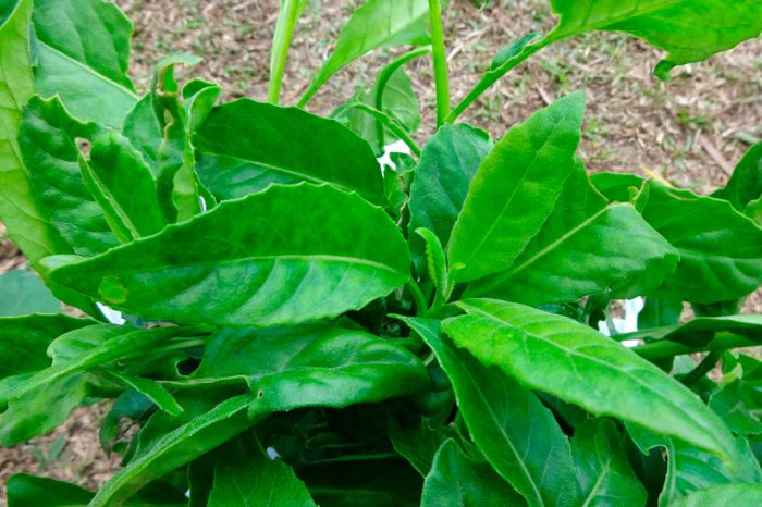 Гинура Прокумбенс (Gynura Procumbens)