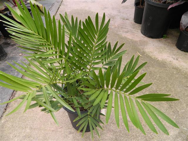 Замия широколистная (Zamia latifolia)