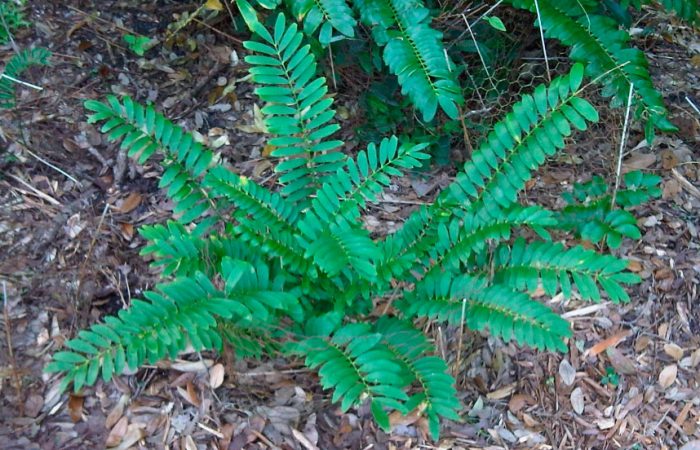 Замия карликовая (Zamia pygmaea)