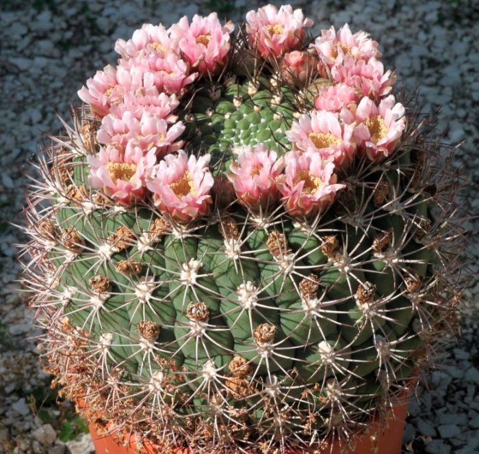 Гимнокалициум Сальо (Gymnocalycium saglione)