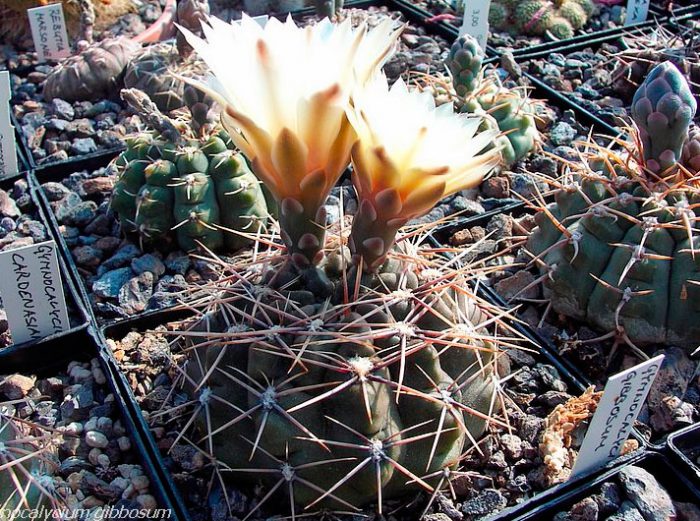 Гимнокалициум горбатый либо бугорчатый (Gymnocalycium gibbosum)