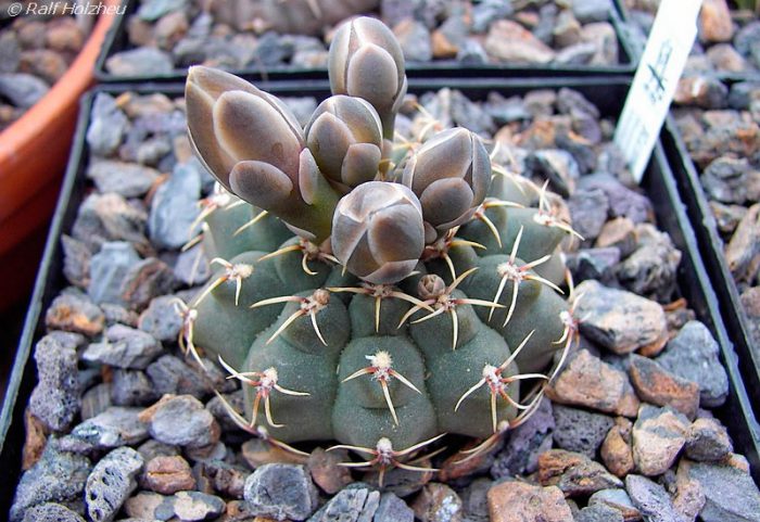 Гимнокалициум мелкоцветный (Gymnocalycium leptanthum)