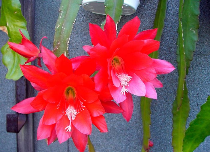 Epiphyllum ackermannii