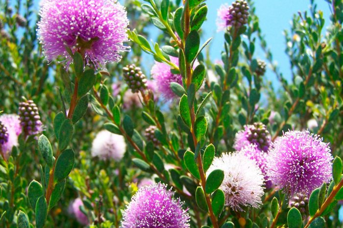 Мелалеука несофила (Melaleuca nesophila) 