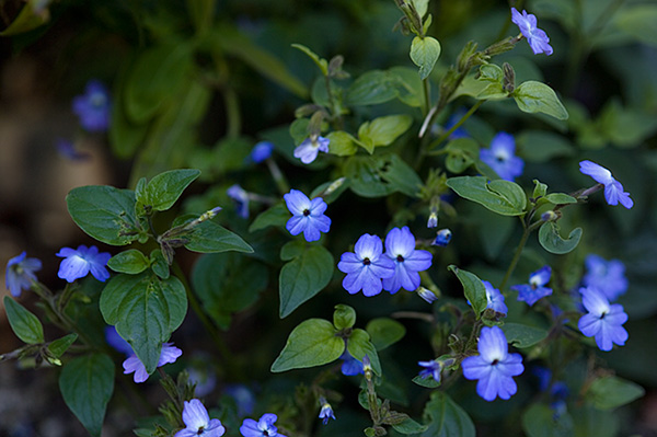 Бровалия липкая (Browallia viscosa)