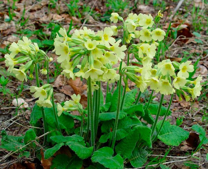 Примула высокая (Primula elatior)