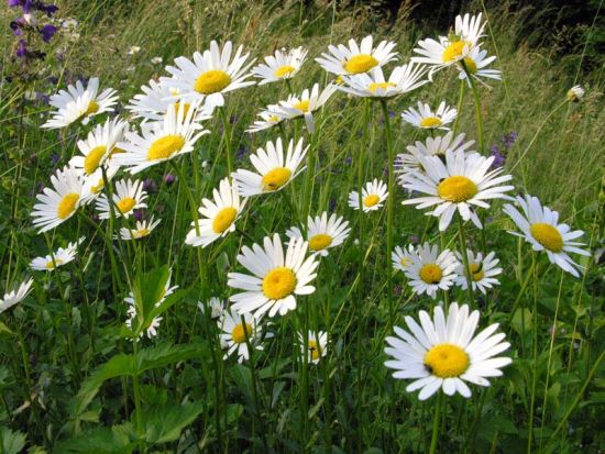 Ромашка луговая (Leucanthemum vulgare)