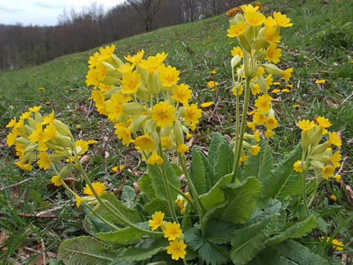 Примула весенняя (Primula veris)