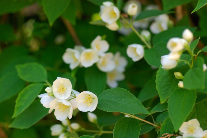 Чубушник обыкновенный, или бледный (Philadelphus pallidus)