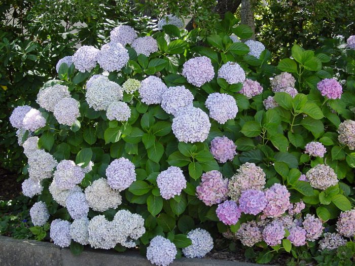 Крупнолистная гортензия (Hydrangea macrophylla)