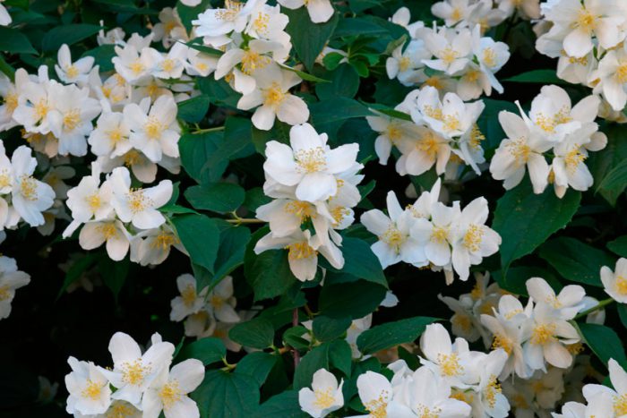 Чубушник венечный (Philadelphus coronarius)