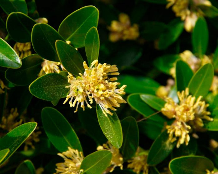 Самшит балеарский (Buxus balearica)