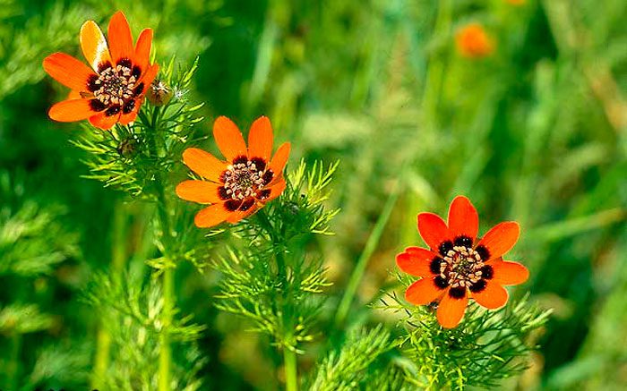 Адонис летний (Adonis aestivalis)