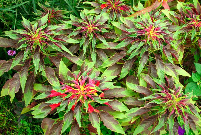 Амарант трехцветный (Amaranthus tricolor)