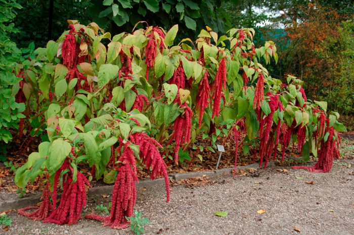 Амарант хвостатый (Amaranthus caudatus)