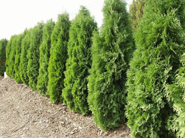 Туя западная (Thuja occidentalis)