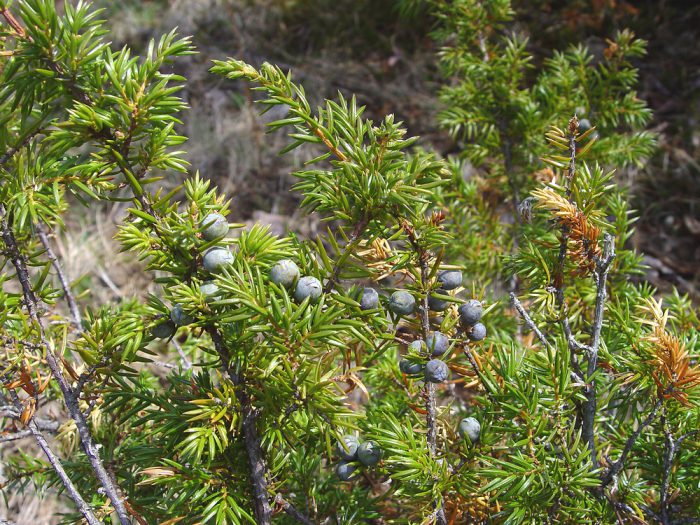 Можжевельник обыкновенный (Juniperus communis)