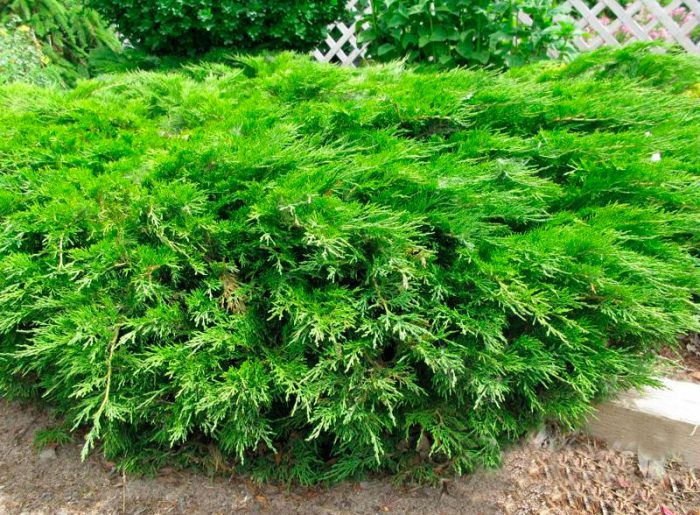 Можжевельник казацкий (Juniperus sabina)