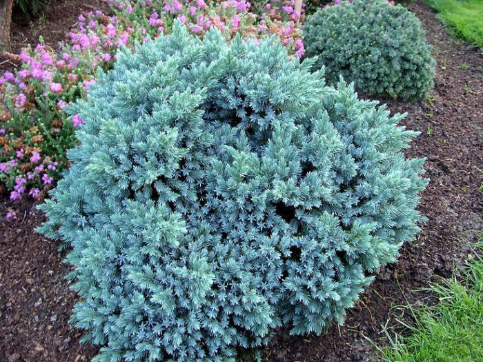 Можжевельник чешуйчатый (Juniperus squamata)