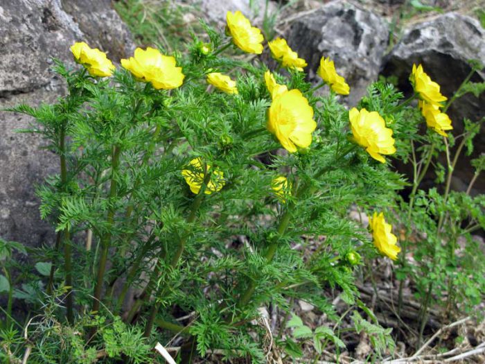 Адонис сибирский (Adonis sibirica)