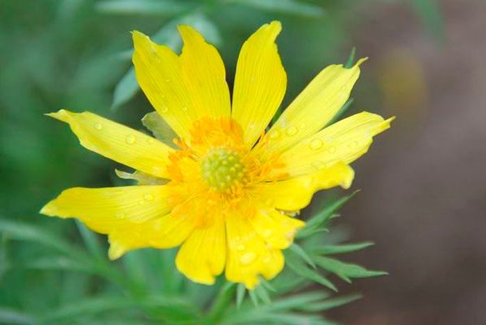 Адонис туркестанский (Adonis turkestanicus)