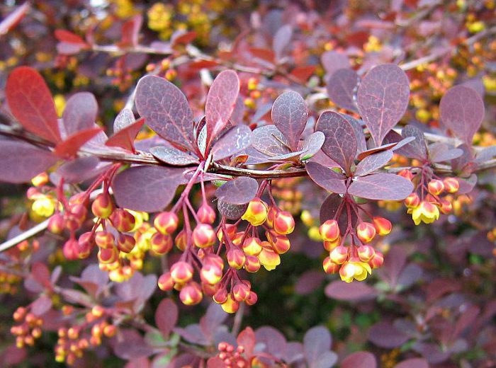 Барбарис оттавский (Berberis x ottawensis)