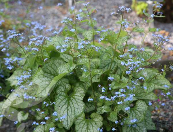 Бруннера крупнолистная (Brunnera macrophylla)