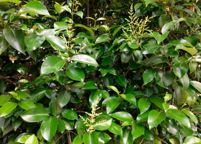 Бирючина блестящая (Ligustrum lucidum)