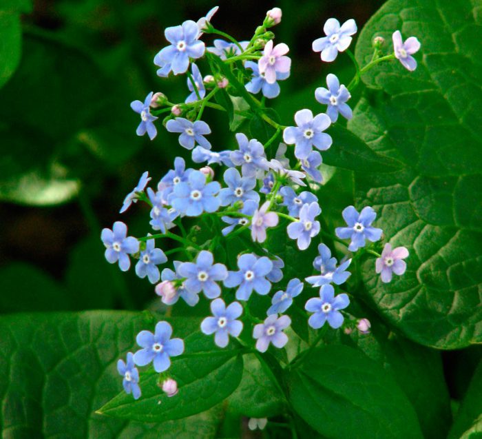 Бруннера сибирская (Brunnera sibirica)