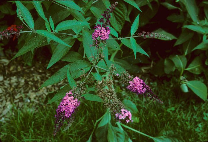 Будлея японская (Buddleja japonica) 