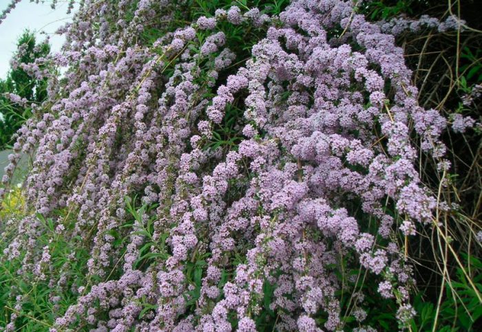 Будлея очереднолистная (Buddleja alternifolia) 