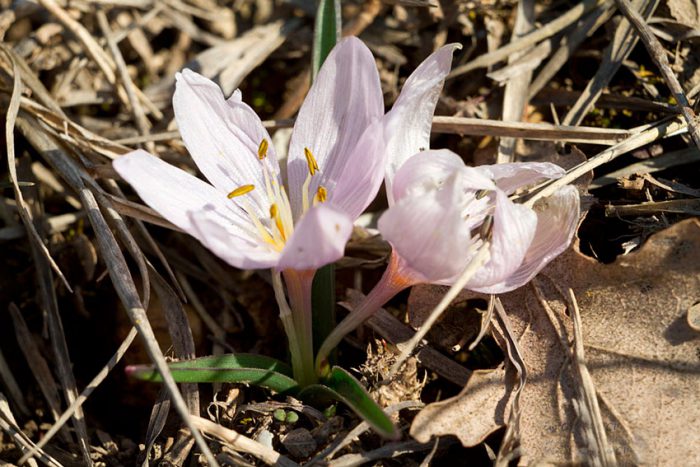 Безвременник анкарский, или трехлистный, или Биберштейна (Colchicum ancyrense, Colchicum biebersteimi, Colchicum triphyllum)