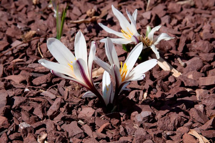 Безвременник Регеля, или Кессельринга (Colchicum regelii, Colchicum crociflorum, Colchicum kesselringii)