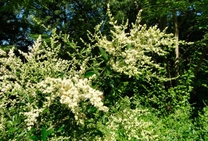 Бирючина Квихоу (Ligustrum quihoui)