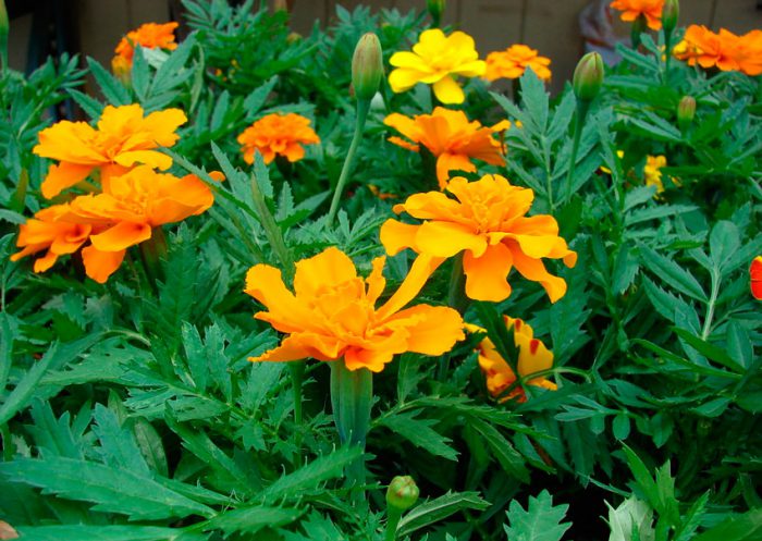 Бархатцы прямостоячие (Tagetes erecta)