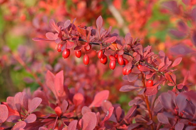 Барбарис Тунберга (Berberis thunbergii)