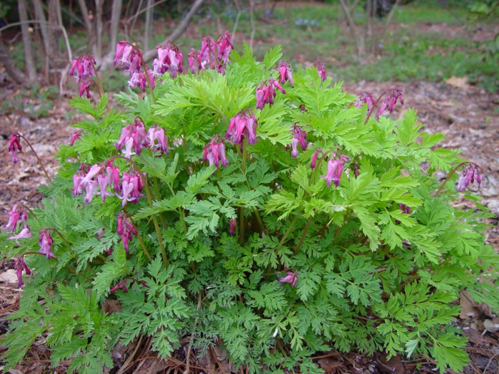 Дицентра красивая (Dicentra formosa)