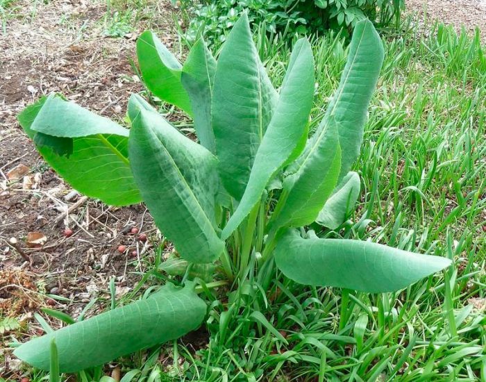 Бузульник крупнолистный (Ligularia macrophylla)