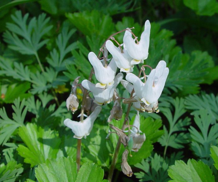 Дицентра клобучковая (Dicentra cuccularia)