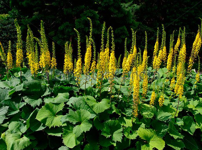 Бузульник узколистный (Ligularia stenocephala)