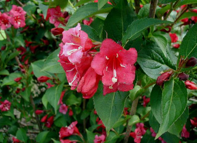 Вейгела гибридная (Weigela hybrida)