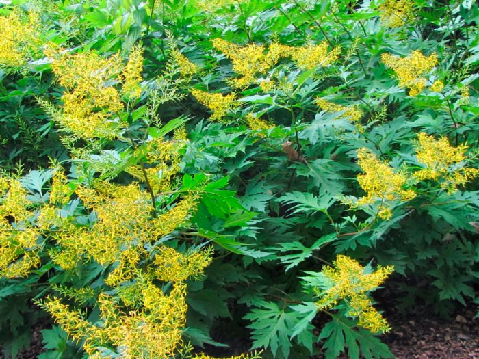 Бузульник тангутский (Ligularia tangutica)