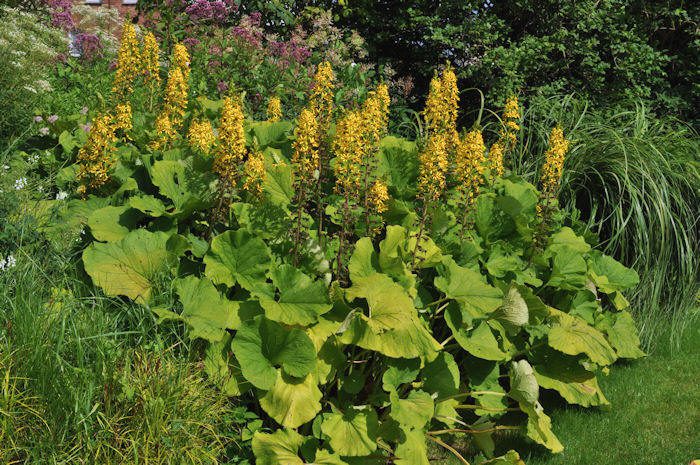 Бузульник Вича (Ligularia veitchiana)