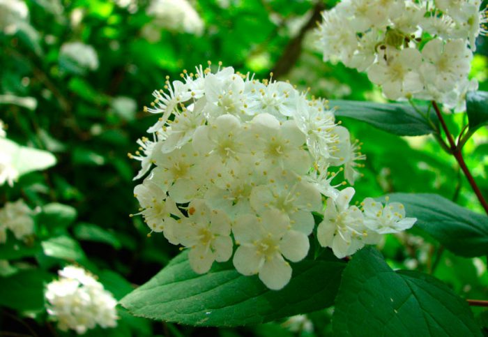 Дейция амурская, или мелкоцветная (Deutzia amurensis)